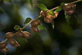 Image result for Tinnea