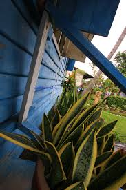 Pada rumah di permukiman kampung biru arema memiliki karakteristik yang baik dari segi fungsi, bentuk dan materialnya. Rumah Biru Kampung Baru Ini Blog Dr Singa