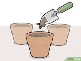 Place the plant back into the cooler room and reduce watering. How To Prune A Christmas Cactus 12 Steps With Pictures