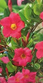 Image result for dipladenie hybrida rio obrázek