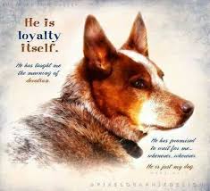 Pin By Australian Cattle Dogs Rule On Australian Cattle Dogs Rule My World Cattle Dog Quotes Austrailian Cattle Dog Blue Heeler Dogs