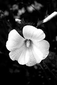 Which is the best black and white still life photography? 280 Best Black And White Flower Photos Ideas In 2021 White Flower Photos Black And White Flower Photos