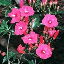 Image result for Ipomoea horsfalliae