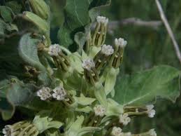 Image result for Paranecepsia alchorneifolia