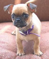 Puppy Bowl All Stars Puppies Cute Dogs Chug Puppies