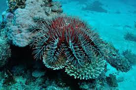 Great Barrier Reef Under Attack By Coral Eating Starfish The Washington Post