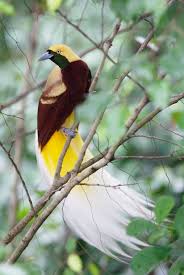 Lesser Bird Of Paradise Images Lesser Bird Of Paradise Paradisaea Minor Malaya Rajskaya Ptica Bird Pictures Beautiful Birds Bird