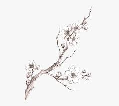 Check spelling or type a new query. Cherry Blossom Tattoo Drawing Cherry Blossom Branch Sketch Hd Png Download Kindpng