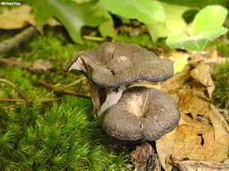 Image result for Craterellus fallax