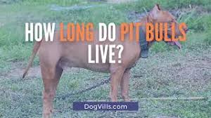 How long do dachshunds normally live? How Long Do Pit Bulls Live Youtube