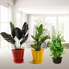 Buy green house plants, small inside home decor plants, plant gifts through free yes, our vast range of decorative plants for home is sure to leave you in awe. Best 3 Premium Decorative Plants For Home And Office Nursery Nisarga