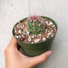 Look no further with this article dive deep into the inner workings of the cactus and how they work. Ferocactus Hamatacanthus Cactus Healthy Plants Cactus How To Dry Basil