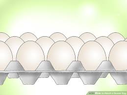 3 Ways To Hatch A Goose Egg Wikihow