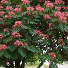 Check spelling or type a new query. Trees That Are Dangerous To Pets Tulsa Ok Trees By Jake