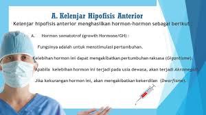 Adapun fungsi kelenjar hipofisis atau kelenjar pituitari yaitu: Kelompok 3 Sistem Hormon Sistem Hormon Afif Naufal Husaini Daulay Ppt Download