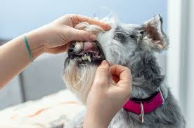 We wouldn't go anywhere else. Dog Cat Dental Care Veterinary Dentist In Huntersville
