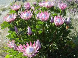 Protea Cynaroides King Protea World Of Flowering Plants Protea Plant Protea Flower Australian Native Flowers