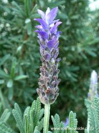 Image result for Lavandula dentata