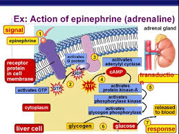 Example Of Signal Transduction Pathway Epinephrine Signal Transduction Biochemistry Hormones Nursing