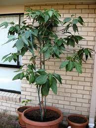 Mar 11, 2021 · avocado plant care when avocado is grown as a houseplant, it is often grown from seed (the fruit pits) that can be sprouted in water or directly in potting soil. Avocado Tree Basic Care Avocado Plant Indoor Avocado Tree Backyard Trees