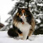 The Calico Cat - Cat Breeds Encyclopedia