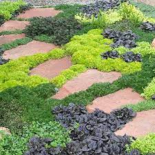 10 Tough Groundcovers That Can Solve Your Worst Landscaping Problems Plants Ground Cover Plants Succulents Garden