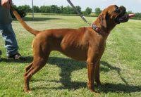 Cheap boxer puppies for sale. Boxer Puppies For Sale In Missouri Boxer Breeders And Information