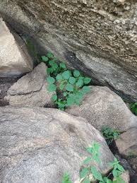 Image result for Laportea ovalifolia