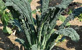 These plants are so primeval looking that they have earned the nickname dinosaur kale! New Borecole Kale Cabbage Black Magic Cavolo Nero Di Toscana Organic 100 Seeds 3 49 Picclick Uk