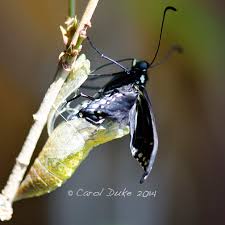 When a butterfly first emerges, its wings are as soft as butter. Metamorphosis Of Butterflies From 2014 Flower Hill Farm Retreat