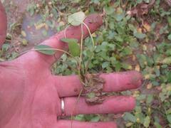 Image result for Aponogeton desertorum