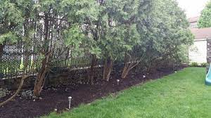 Check out the guide above. Arborvitae Bottoms Thinned Out What To Do
