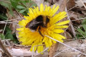 Image result for Bombus sylvestris
