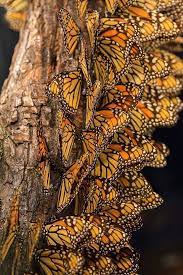 Mariposa Monarca Danaus Plexippus Bellos Insectos Mariposa Monarca