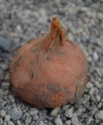 Image result for Schizobasis intricata