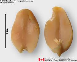 Image result for Arachis hypogaea