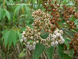 Image result for Pluchea