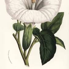 Image result for Hyperacanthus amoenus