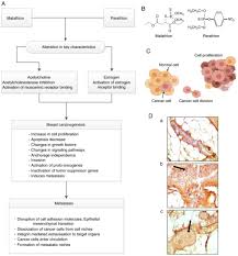 Tour 4n3đ tham quan mộc châu và thác dải yếm, khởi hành từ hồ chí minh. Signs Of Carcinogenicity Induced By Parathion Malathion And Estrogen In Human Breast Epithelial Cells Review