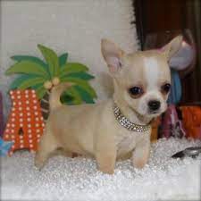 Pin By Socorro Montano On Cute Teacup Chihuahua Puppies Chihuahua Puppies Teacup Chihuahua