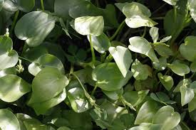 Image result for Heteranthera callifolia