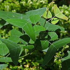 Mariposa christia vespertillonis asal : Healthy Herbs For Daily Life Artikel Copy Paste Khasiat Daun Rerama