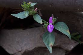 Image result for Dicliptera laxata