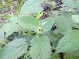 Image result for Tragia furialis