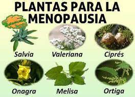 Plantas Medicinales Para La Menopausia Botanical Online