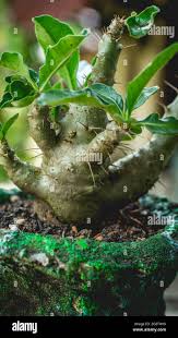 Image result for Pachypodium saundersii