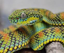Pin By Matti Uusitalo On Vipers And Other Snakes In 2020 Pit Viper Viper Snake Snake