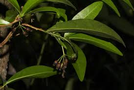 Image result for Peddiea