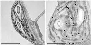 We did not find results for: Plantae Photodamaged Chloroplasts Are Targets Of Cellular Garbage Disposal Plantae