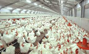 Analisa Usaha Ternak Ayam Potong Dan Analisa Usahanya Toko Mesin Maksindo